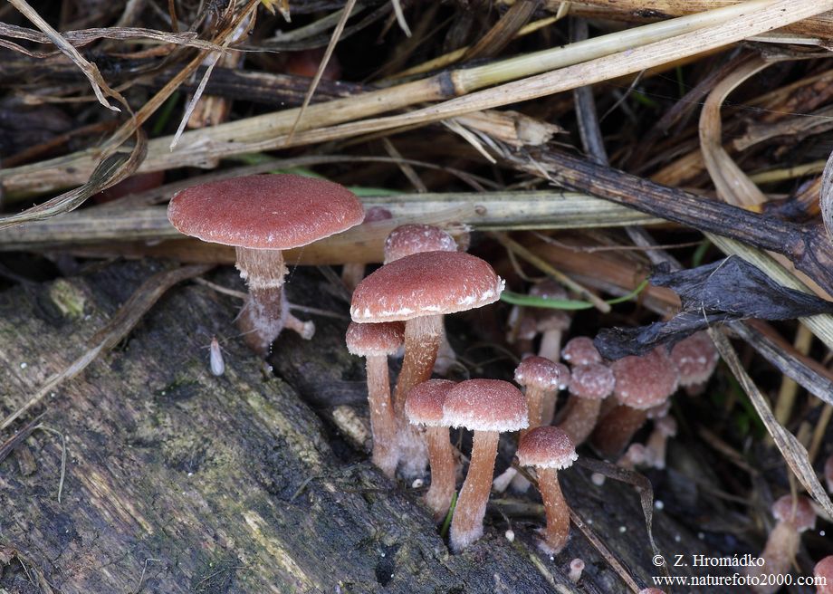 kržatka vrásčitá, Tubaria confragosa (Houby, Fungi)